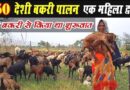 150 देशी बकरी पालन बुजुर्ग महिला द्वारा अर्जुंदा। Goat Farming By Women