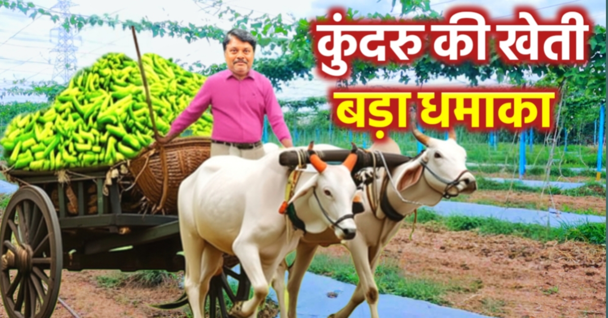  कुंदरू की खेती (Kundru Farming) – Warangal Telangana से High Profit Farming Idea 🚜