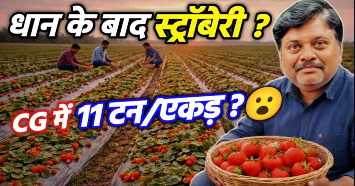 धान के बाद स्ट्रॉबेरी की खेती से कमाएं लाखों: छत्तीसगढ़ के बसना से लाइव ग्राउंड रिपोर्ट और 1 एकड़ का सफल मॉडल! 🍓
