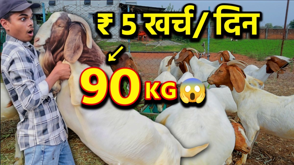 Boer Goat Farming: कम खर्च में बकरे का वजन 90KG